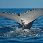 MSC Cruceros: La mejor forma de conocer sudamérica y sus maravillosas playas