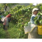 República Dominicana: Un año de récords en turismo