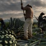 Pisco peruano: la esencia de la vid, una bebida con denominación de origen