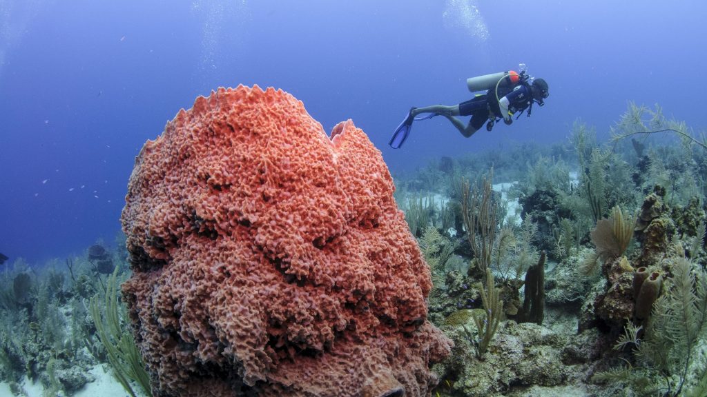 Belize lo espera para explorar el Great Blue Hole