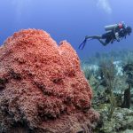 “El turismo religioso en México genera 20 mil millones de pesos anuales”